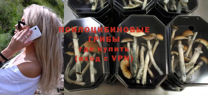 kraken ссылки  Печора  Псилоцибиновые грибы Psilocybe 